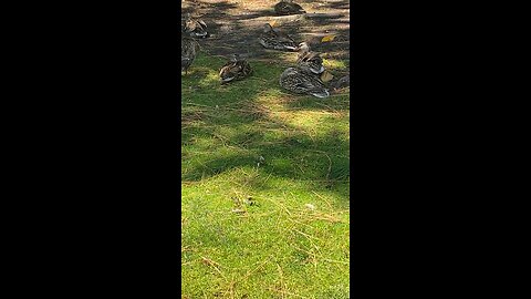 Mallard Ducks 🦆 #mallardducks #followme #shorts #trending #ducks #duck #viral