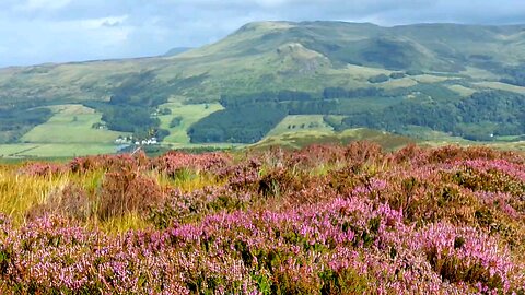 Heather and Hills - Scotland 🏴󠁧󠁢󠁳󠁣󠁴󠁿