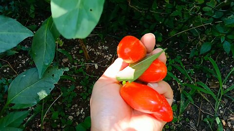 "garden fresh organic jalapeño"
