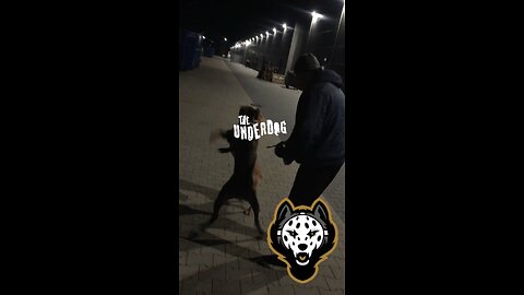 UNDERDOG