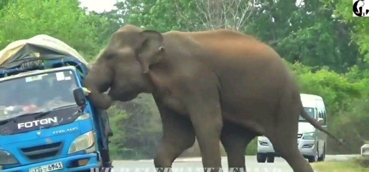 Elephant attacks truck on forest road.
