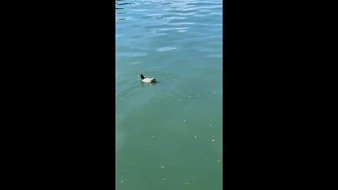 Coot is swimming #coot #followme #shorts #viral #subscribe #trending