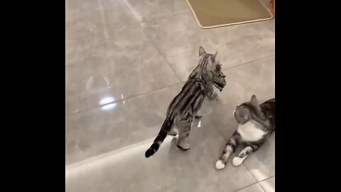 Don’t throw away cats