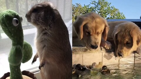 Animals are the superstars of the Internet — watch and subscribe!