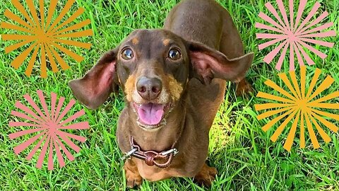 Naughty Sausage Dog Video Compilation, Dachshund Around the world Weiner Takca Perros Salchicha.