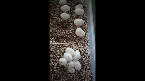 pt.1 Third clutch of 2025