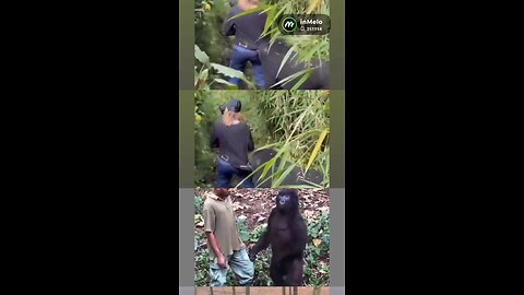 kingkong gorila album