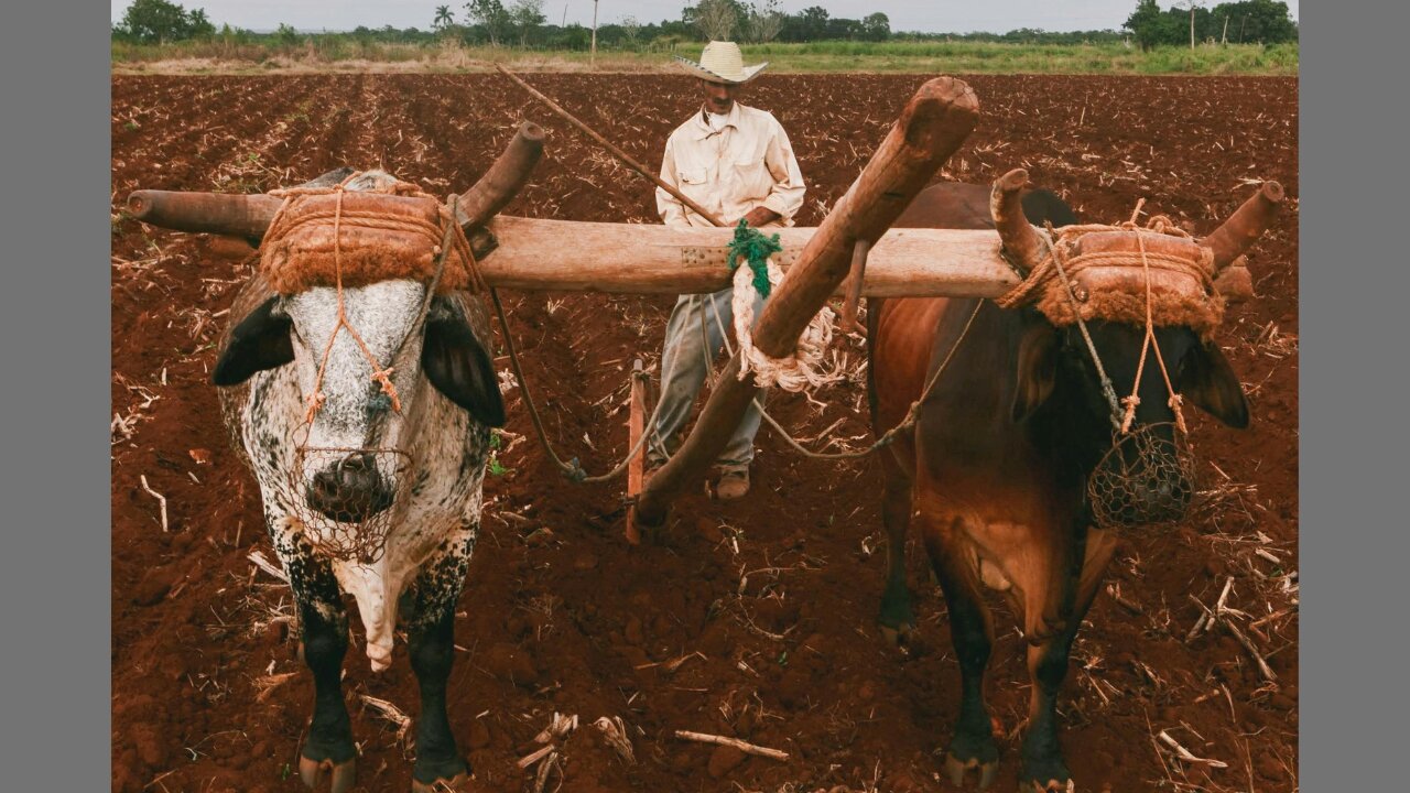 What Are You Striving For? Parshat Noach