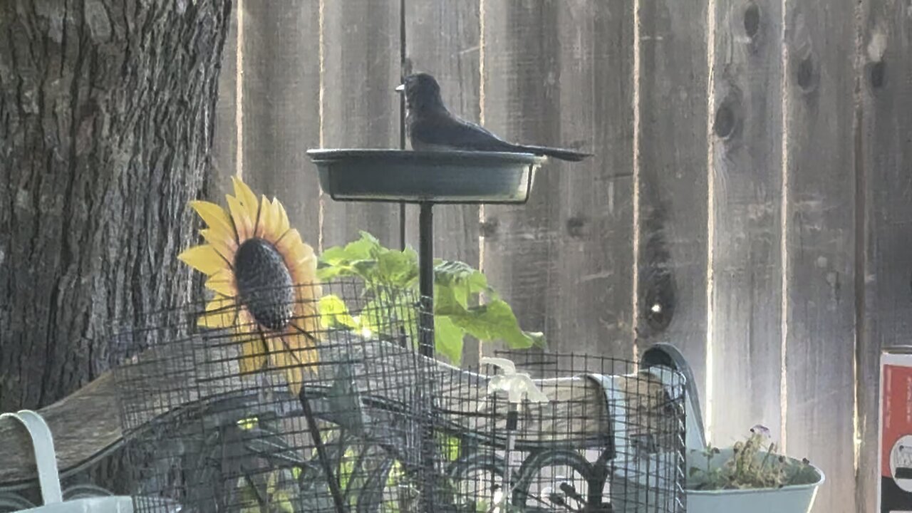 Blue jay Taking a Bath