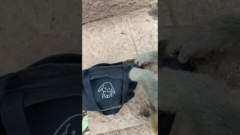 Funny monkey #31