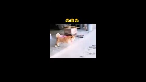 funny animals funny animals 😂🤣