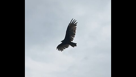 🦅 Does Anybody Really Know What Time It Is - Chicago 🦅