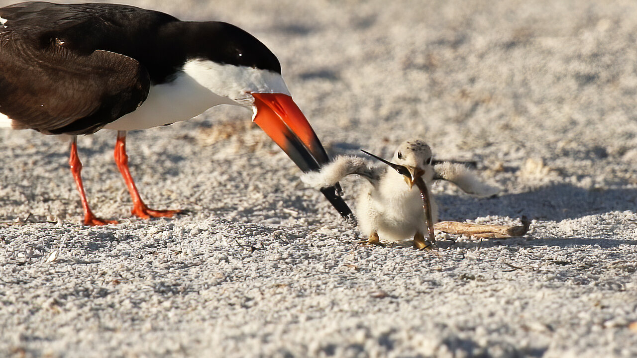 A Joyful Glimpse at the Black Skimmer Colony