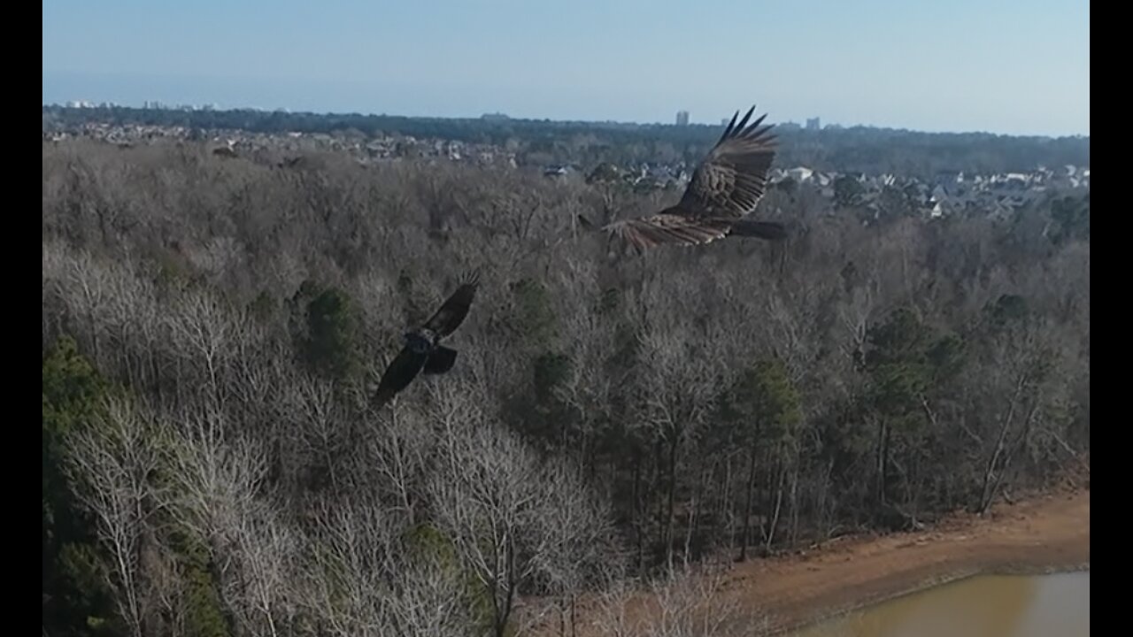 🦅⚔🐍 The Snake - Johnny Rivers 🐍⚔🦅