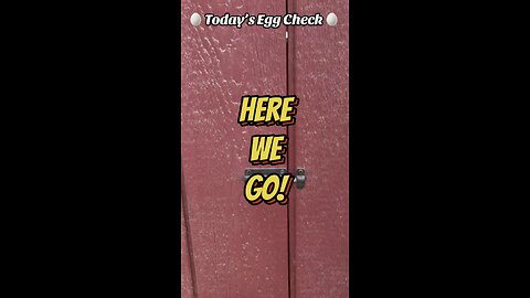 🥚 Today’s 🐔 Egg Check! 🥚 #shorts