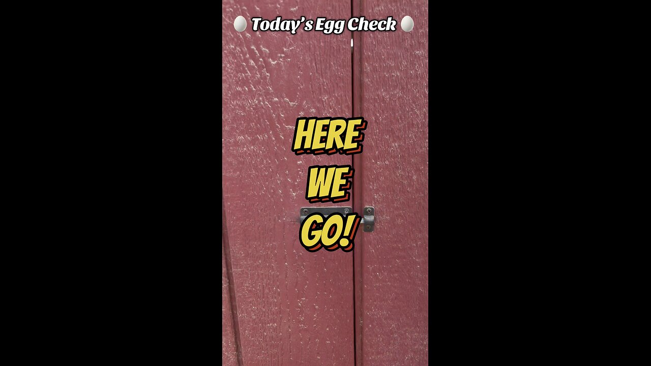 🥚 Today’s 🐔 Egg Check! 🥚 #shorts