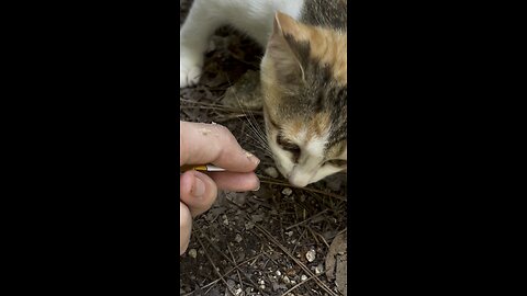 아기 고양이한테 물림 #고양이 #cat