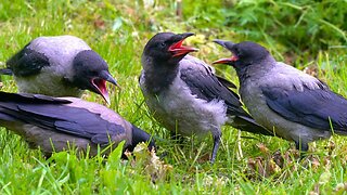 Hooded Crow Mother is Very Busy with 3 Demanding Fledglings