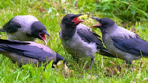 Hooded Crow Mother is Very Busy with 3 Demanding Fledglings