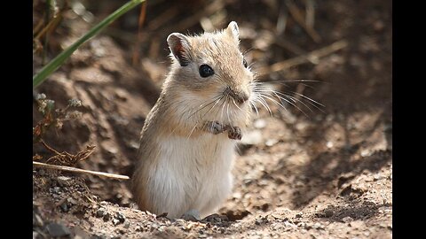 Gerbil