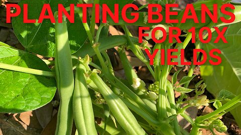 How To 10X Your Bean Harvest with 1 Simple Tip