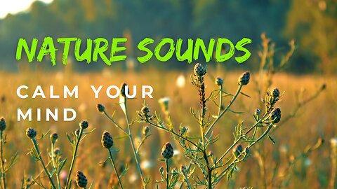 2 minutes of tranquility: Calm Your Mind with Birdsongs in Nature