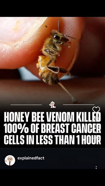 How Honeybee Venom Can Cure Cancer