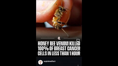 How Honeybee Venom Can Cure Cancer