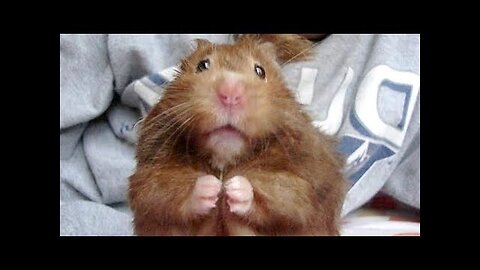 RODENTS and BABY DEER! - So SUPER CUTE that you will MELT WHILE LAUGHING