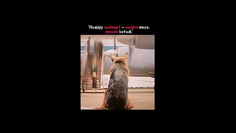A dog loyal to its owner.
