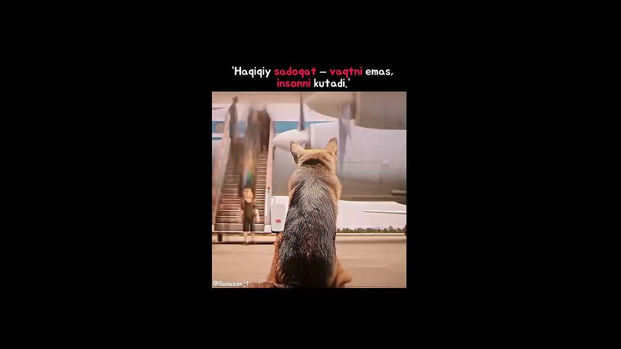 A dog loyal to its owner.