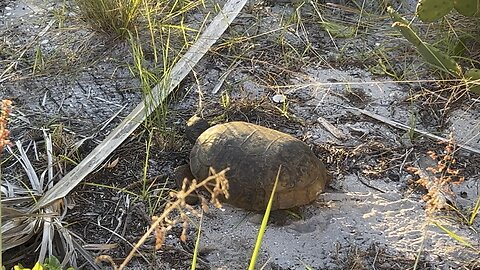 Gopher 🐢 tortoise September 19 2025