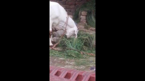 my village of animal life beautiful goat video