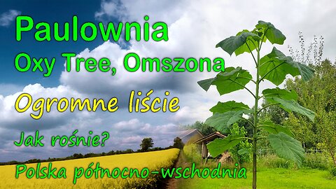Paulownia, Oxy Tree, Omszona. Liście GIGANT!