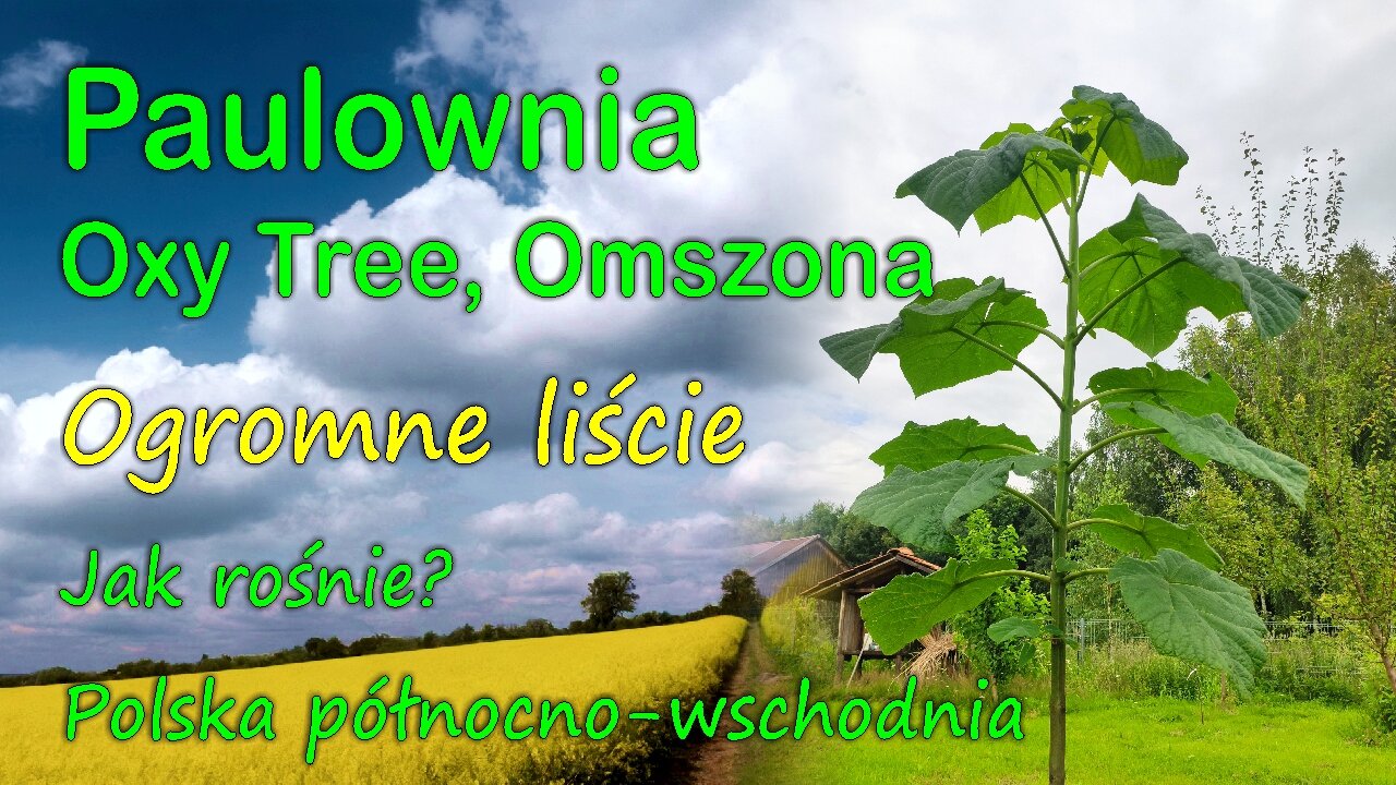Paulownia, Oxy Tree, Omszona. Liście GIGANT!
