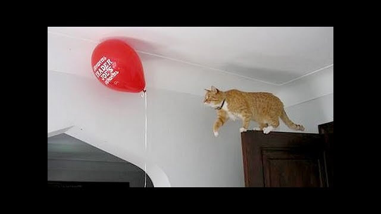 Warning: YOU MAY PASS OUT FROM LAUGHING TOO HARD - Super FUNNY ANIMAL videos