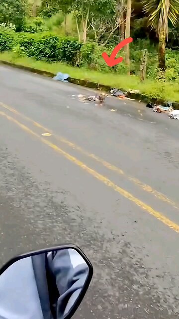 Biker Finds Abandoned Puppy on the Road – What He Did Next Will Melt Your Heart