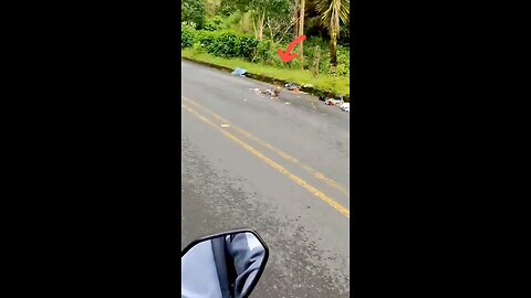 Biker Finds Abandoned Puppy on the Road – What He Did Next Will Melt Your Heart