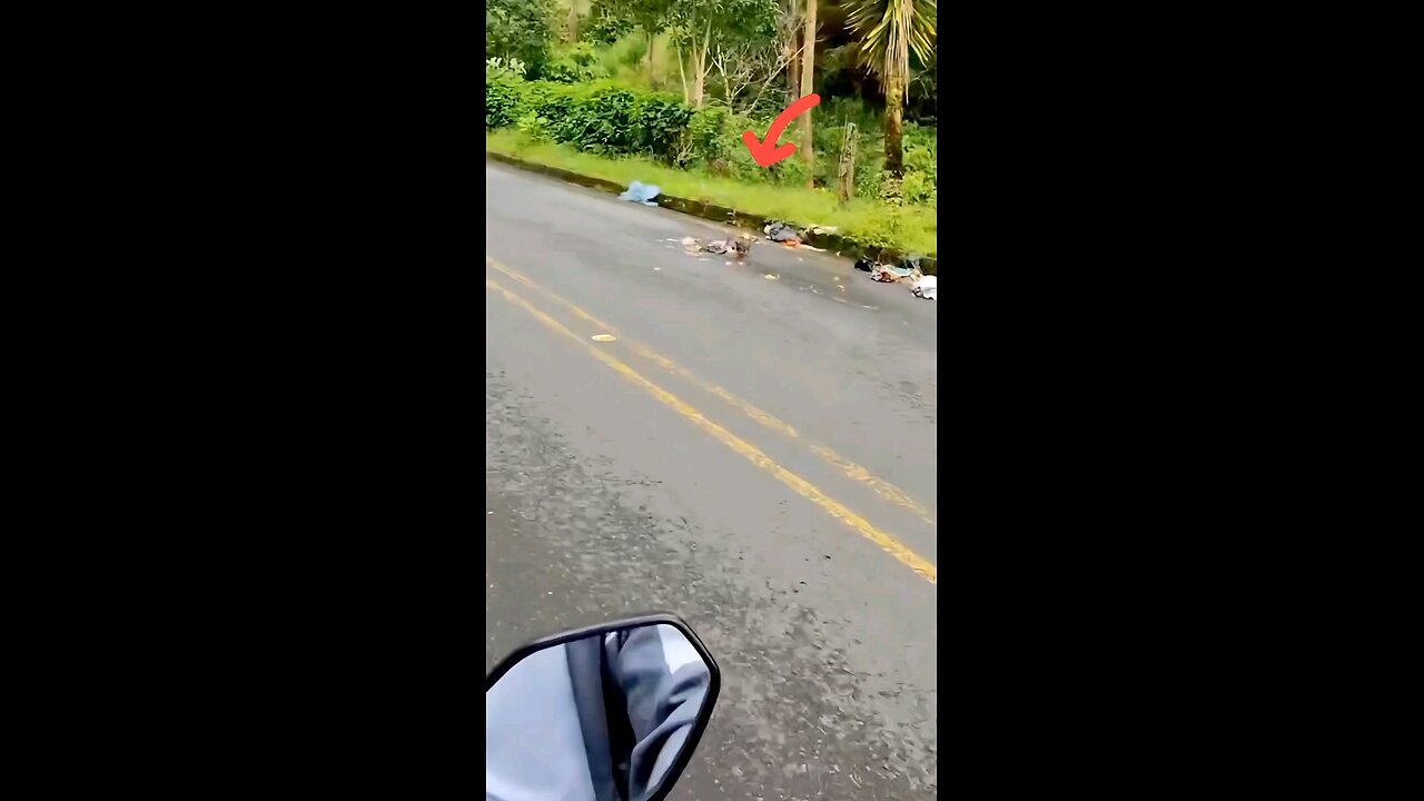 Biker Finds Abandoned Puppy on the Road – What He Did Next Will Melt Your Heart