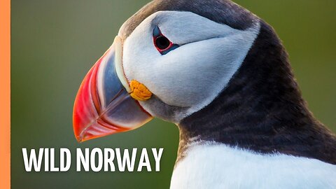Fjords, Fells, and Wildlife: Exploring Norway | Full Epsiode