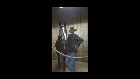 Explanation of Stage 1 horse starting
