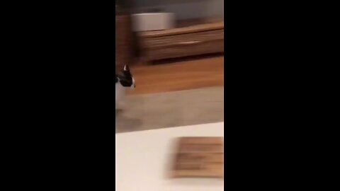 crazy cat playing with dogs