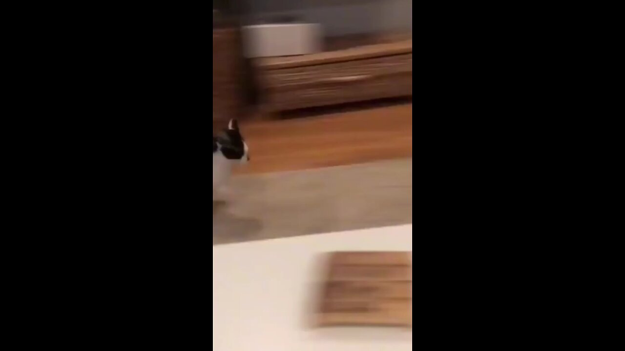 crazy cat playing with dogs