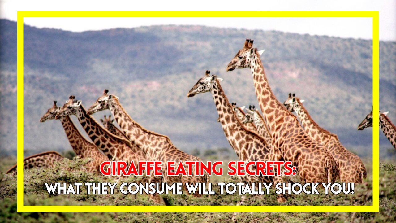 Giraffe Eating Secrets: What They Consume Will Totally Shock You!
