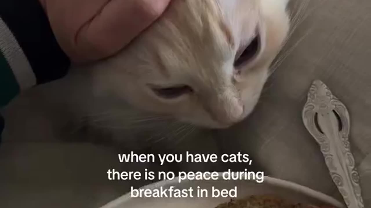 Is your cat possessive, hungry or possessed😲😲😲