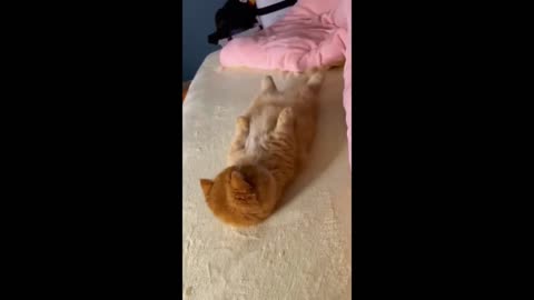 😂 Funniest Cats & Dogs Ever! 😹🐕 | Hilarious Animal Compilation #775