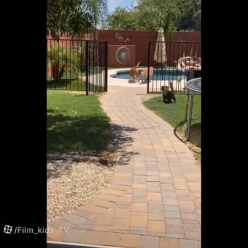 Hilarious Animal Fails You Can't Miss!