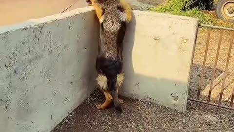 Doggy don #viralvideo #attitude #video #funny #cutebabyl