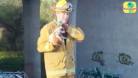 Shocking: Firefighters Rescue Puppy And Find Him A Home | Dodo Kids | Rescued!
