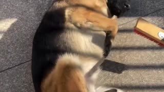 Sharing more everyday moments with German Shepherd